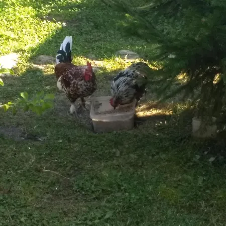 Σπίτι διακοπών Casuta Verde *